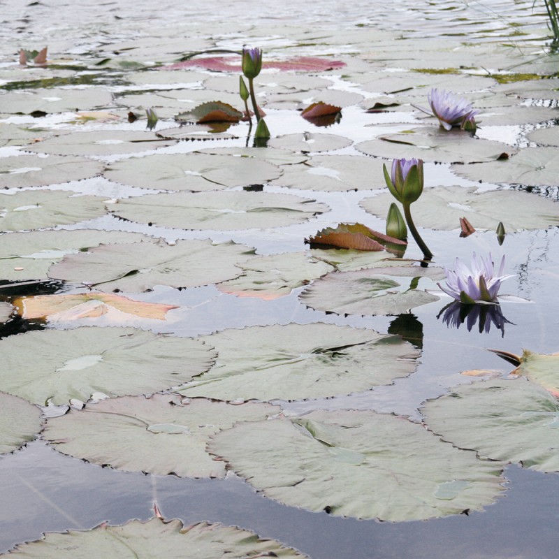 1217/CX38 Прямоугольный футляр для цветов Adriani e Rossi Слоновая кость 