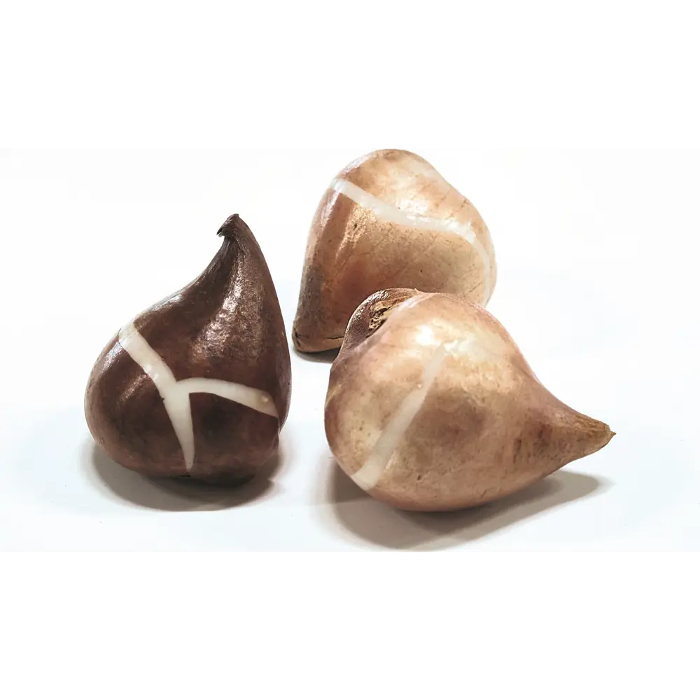 Тюльпан многоцветковый Антуанетта 3 шт GEOLIA STLM-2030594 - Вид №1