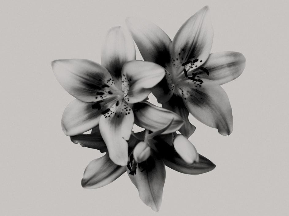 Обои с цветочными мотивами Wall&decò Современные обои 2010 ARCH-00145150 - Вид №1