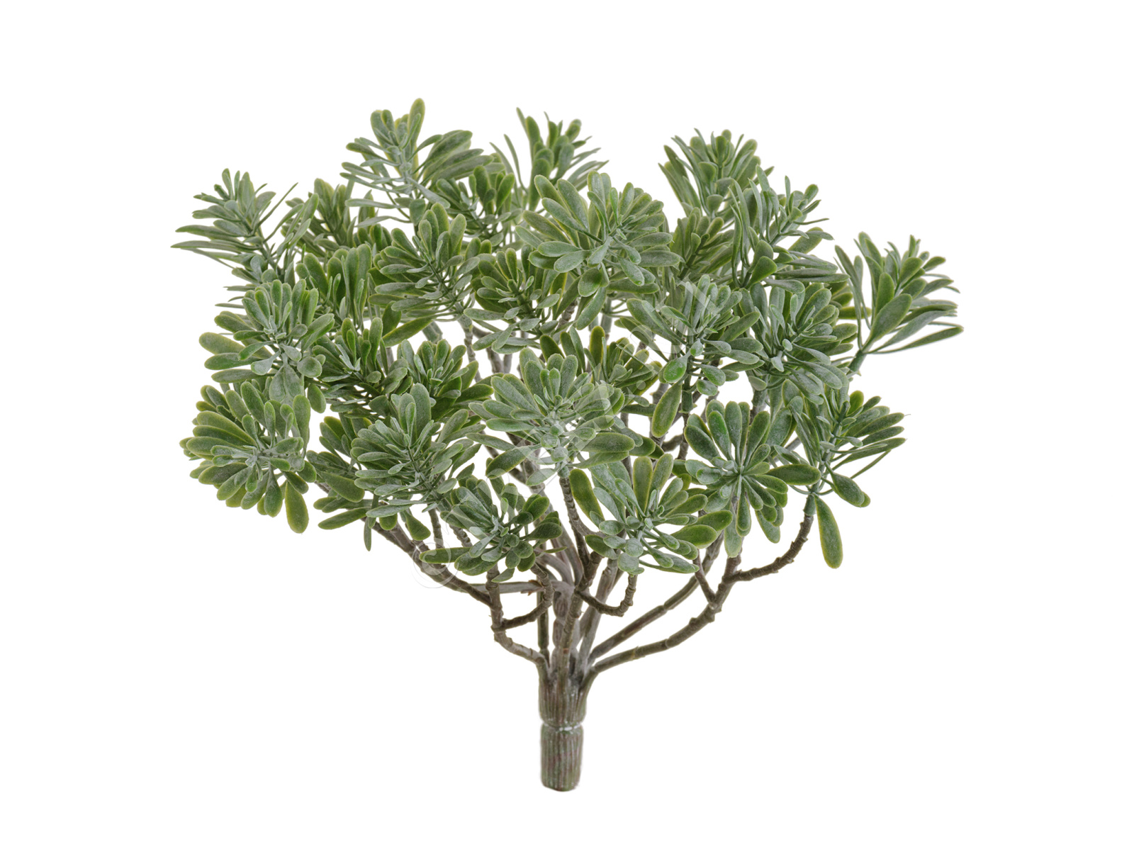 20.5936N Дасти Миллер куст серо-зелёный припылённый Цветочная коллекция 