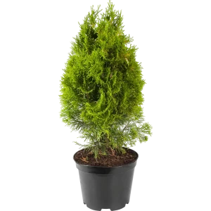 Туя западная «Голден Смарагд» 22x80 см