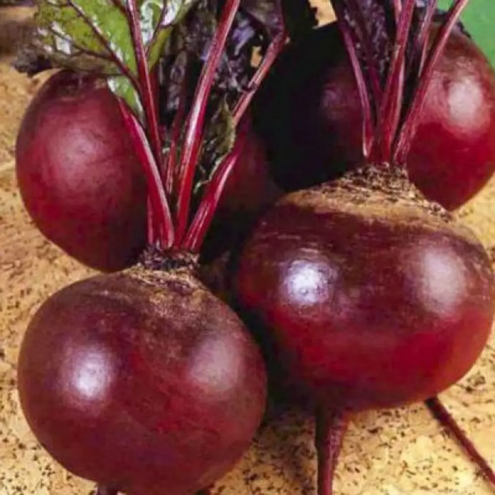 Семена свеклы Детройт от AGRONI - ранний урожай для кулинарии 17251033 STLM-0007785