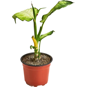 Диффенбахия Камилла от Santreyd — изысканное украшение интерьера 89296598