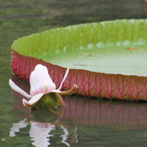 1350/CX38 Картина 1350 Adriani e Rossi