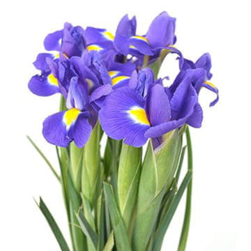 Ирисы блу меджик 60 см Santreyd 26084 - Вид №1