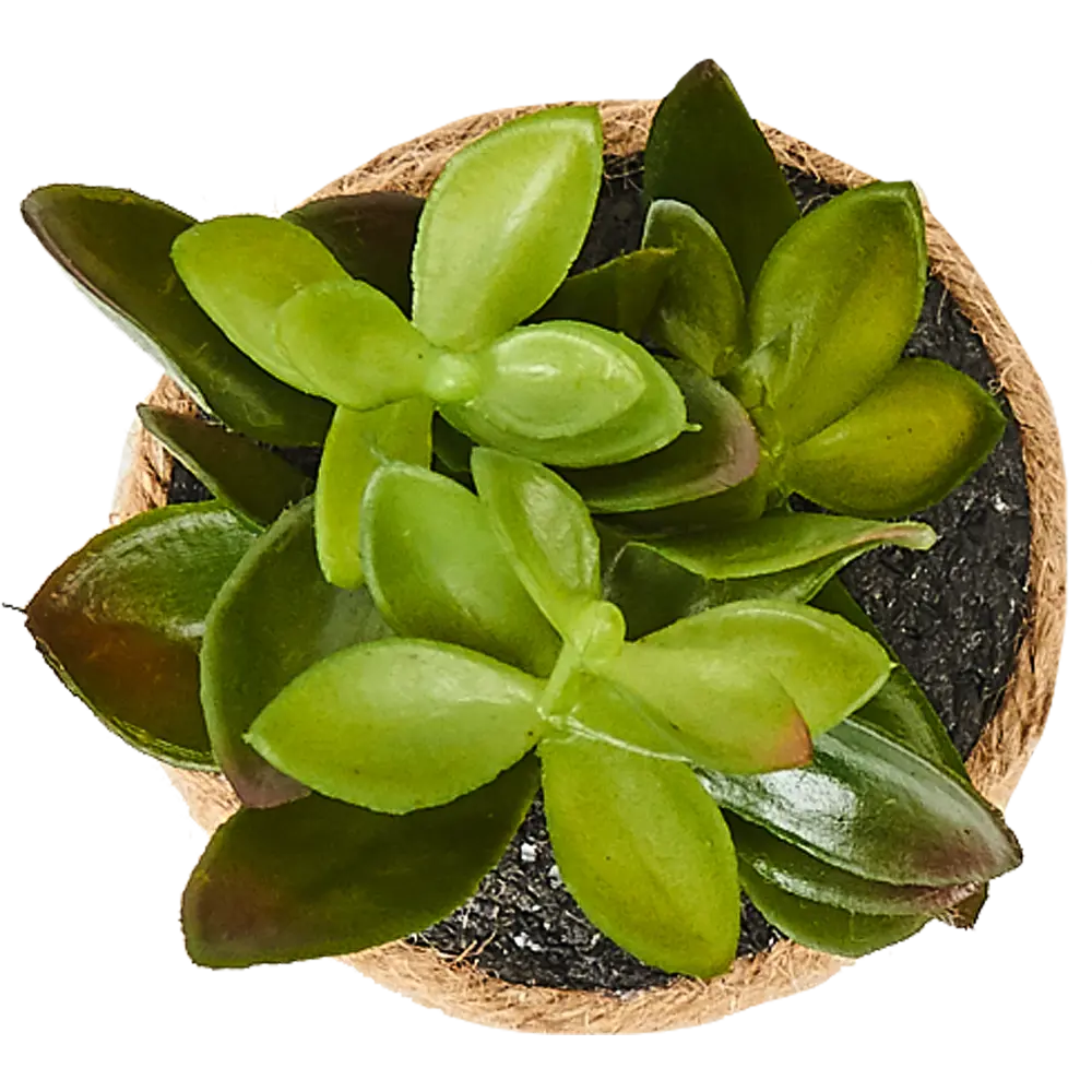 82733287 Горшок с искусственным растением с веревкой ø12 см высота 16 см STLM-0831746 Santreyd  - Вид №1