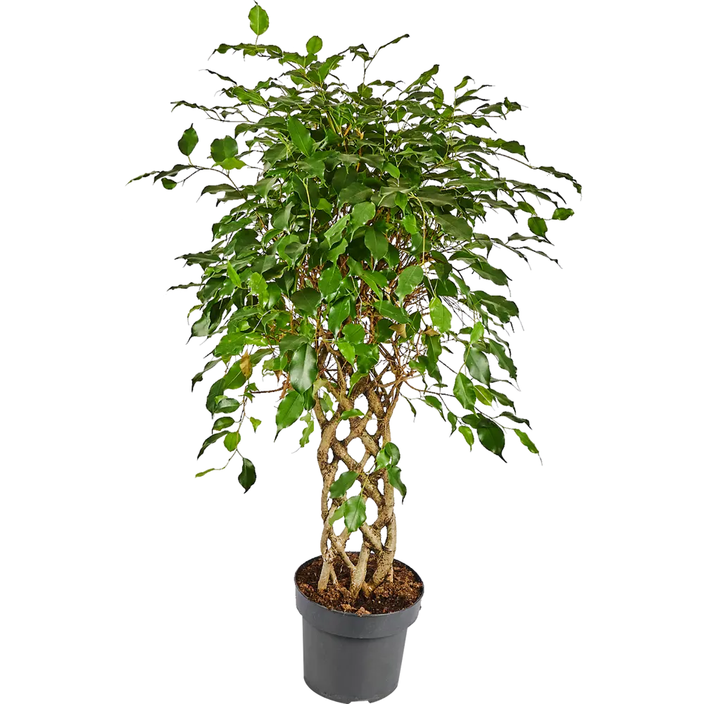 Фикус Бенджамина Экзотика с декоративной решеткой от Santreyd 82578703 STLM-0030445