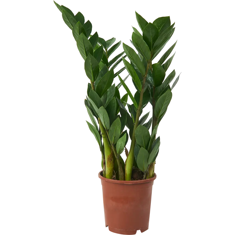 Santreyd Замиокулькас Ланцетовидный — неприхотливый комнатный акцент 85324964 STLM-0061528