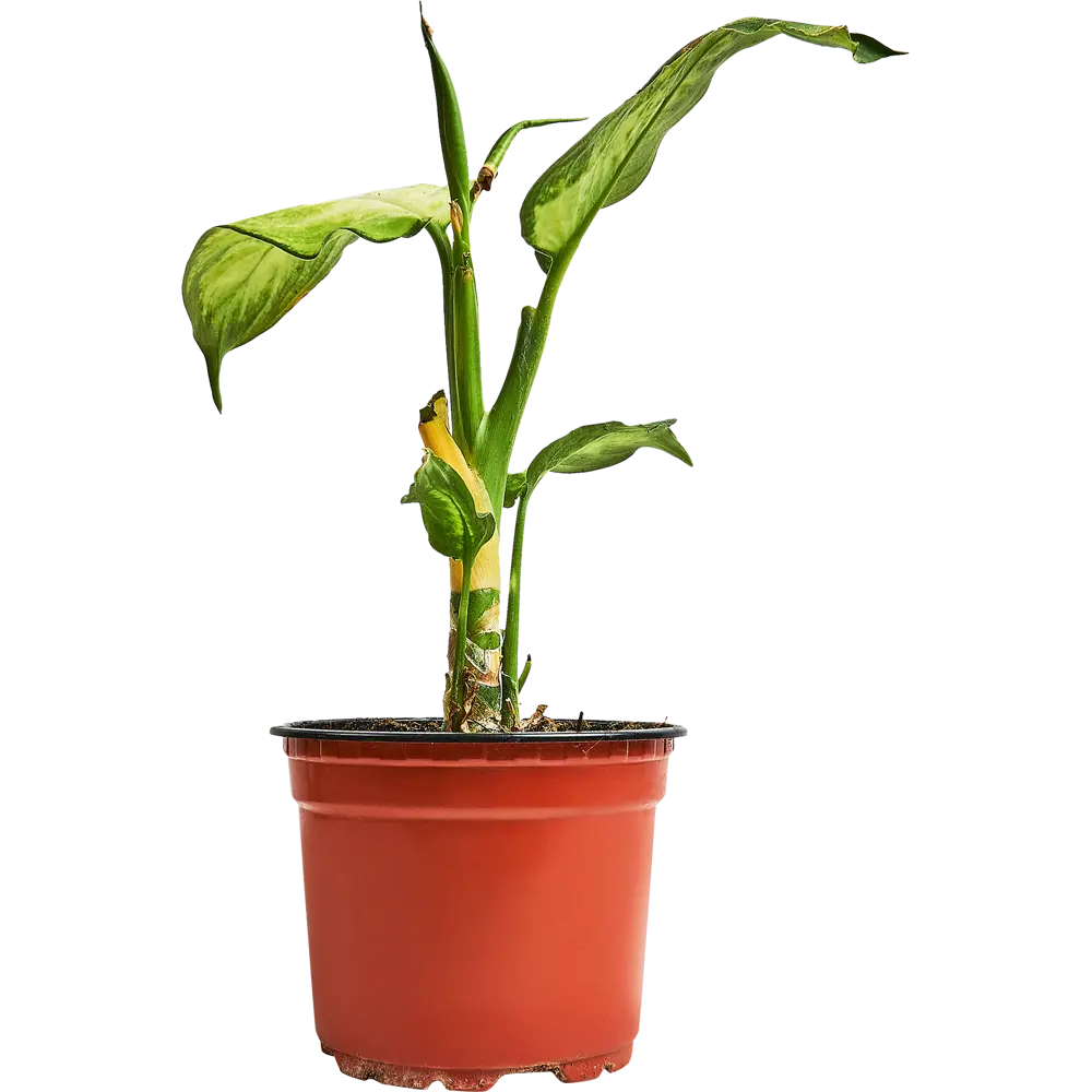 Диффенбахия Камилла от Santreyd — изысканное украшение интерьера 89296598 STLM-1356734 - Вид №1