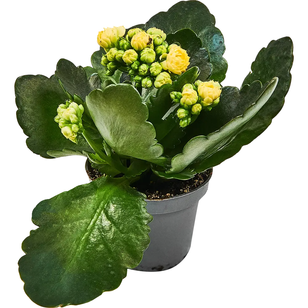 Santreyd Каланхоэ Каландива - цветущий суккулент для интерьера 89354338 STLM-1505437 - Вид №2