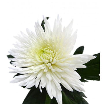 Хризантема одноголовая Анастасия белая 70 см Santreyd 26233 - Вид №1