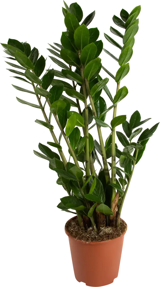 Santreyd Замиокулькас — изысканное декоративное растение с глянцевой листвой 82578928