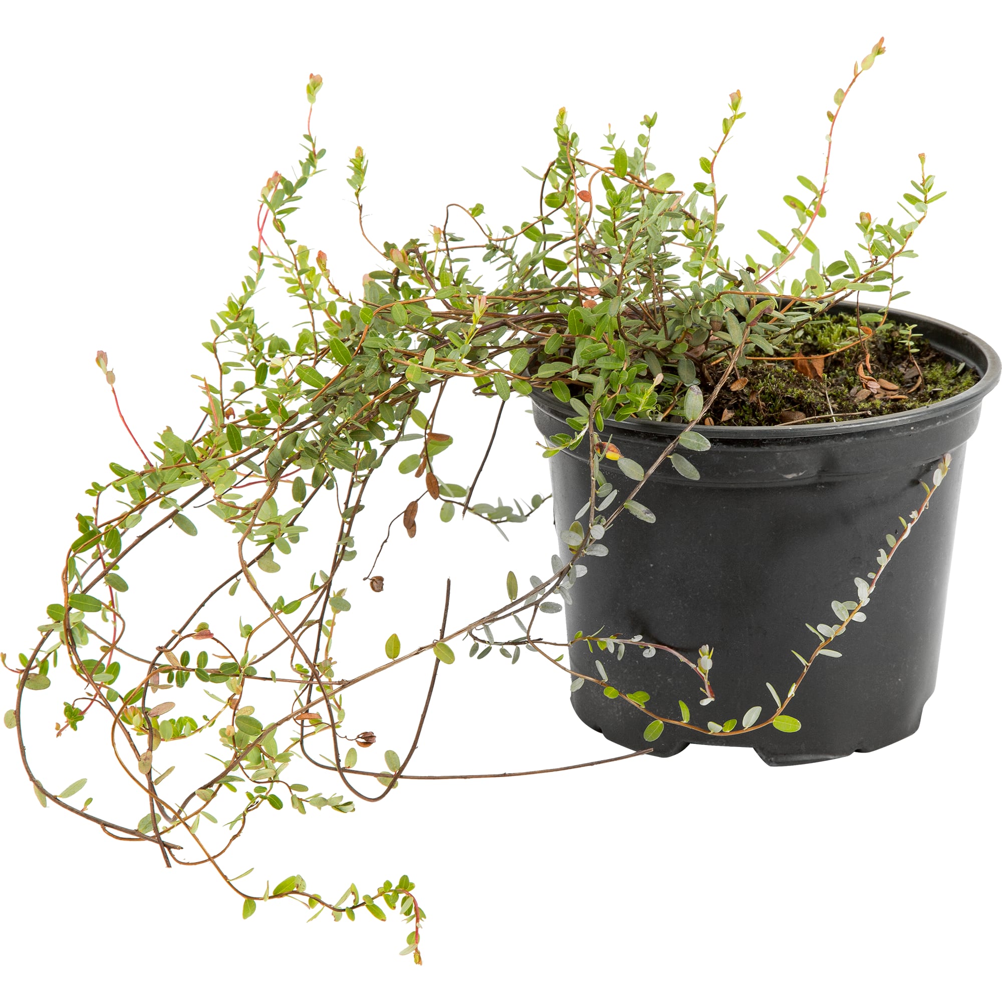 82219575 Клюква крупноплодная «Бен Лир» 2 л Santreyd 