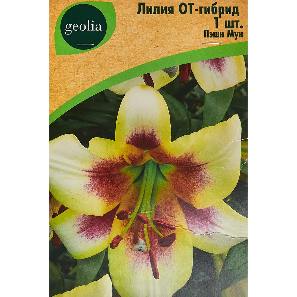 Лилия Geolia от-гибрид Пэшн Мун 86408654 STLM-2181193 