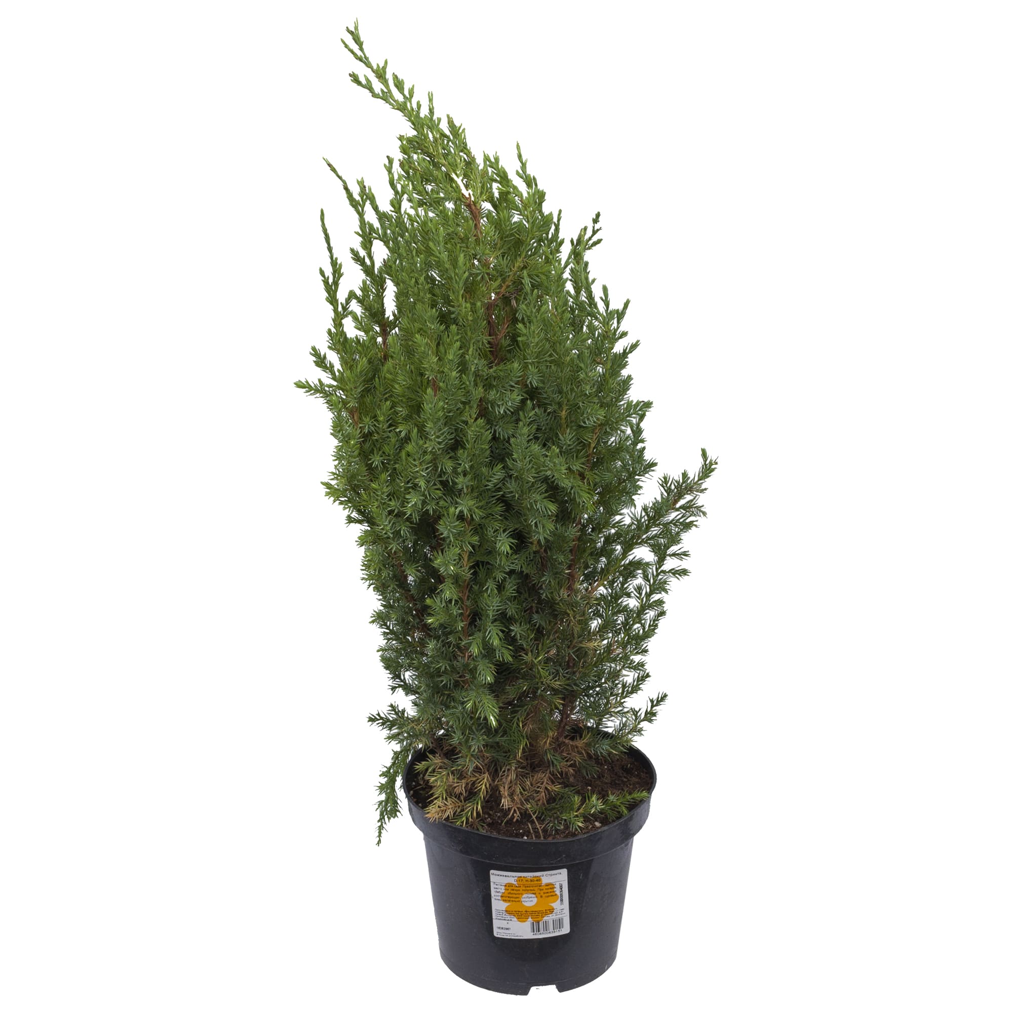 18382967 Можжевельник китайский «Стрикта», 17х30-40 см Santreyd  - Вид №1