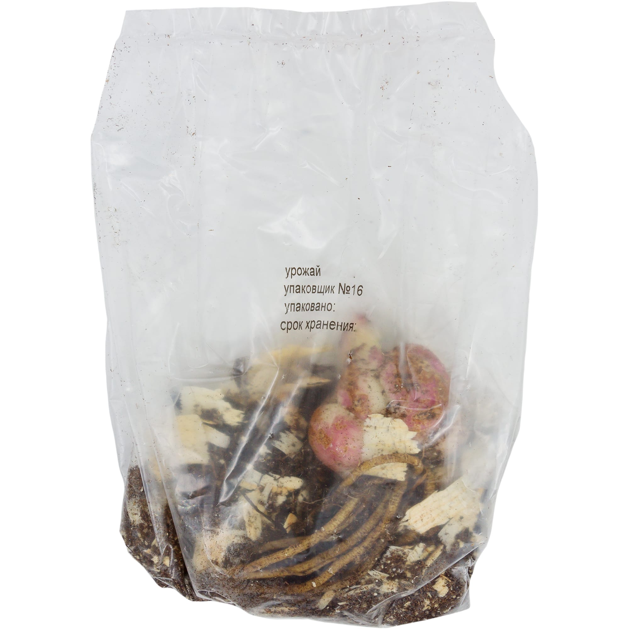 82118708 Лилии азиатские «Блэк Аут», размер луковицы 14/16, 1 шт Santreyd  - Вид №1