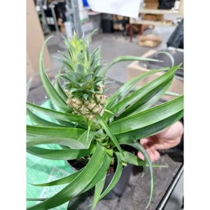 Ананас Ми Амиго ø12 h40 см