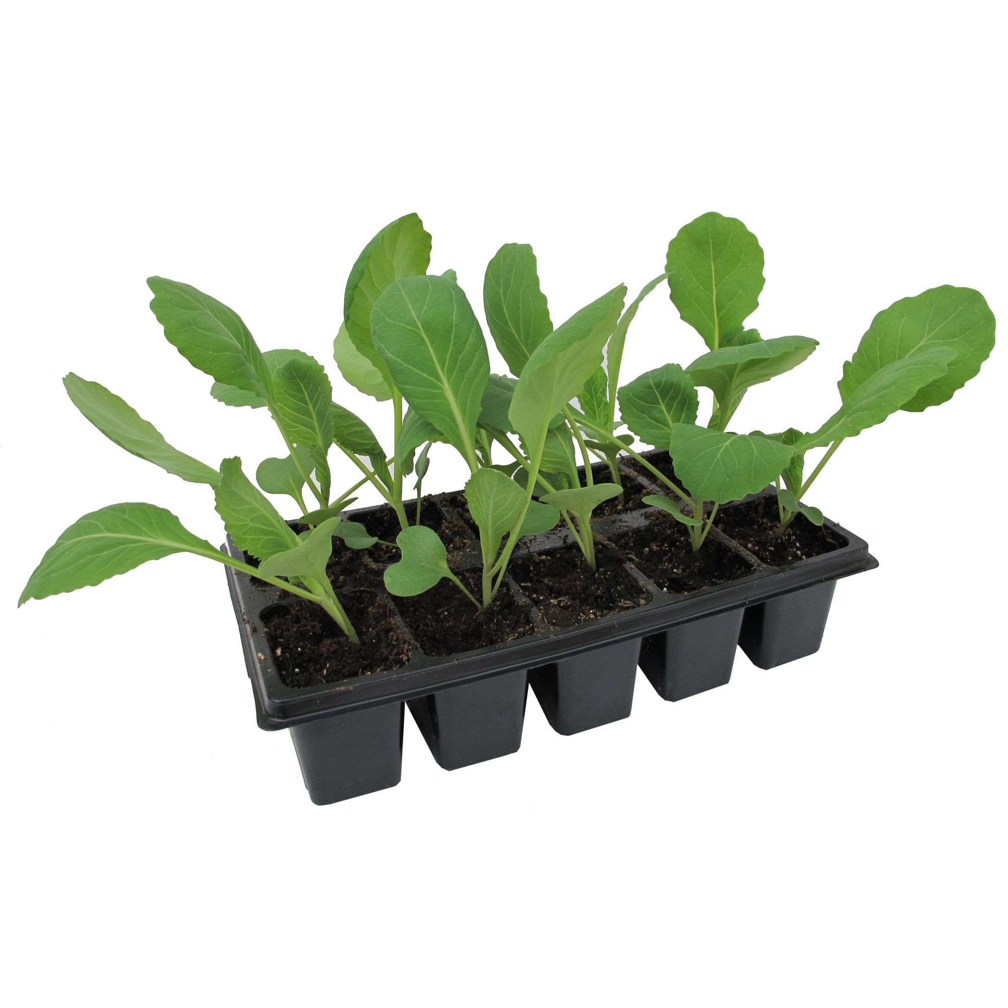 13149576 Капуста, P10 Н20 Santreyd 