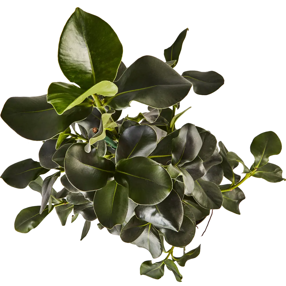 Клузия Розеа от Santreyd — декоративное растение с крупной листвой для интерьера 87819669 STLM-0954152 - Вид №2