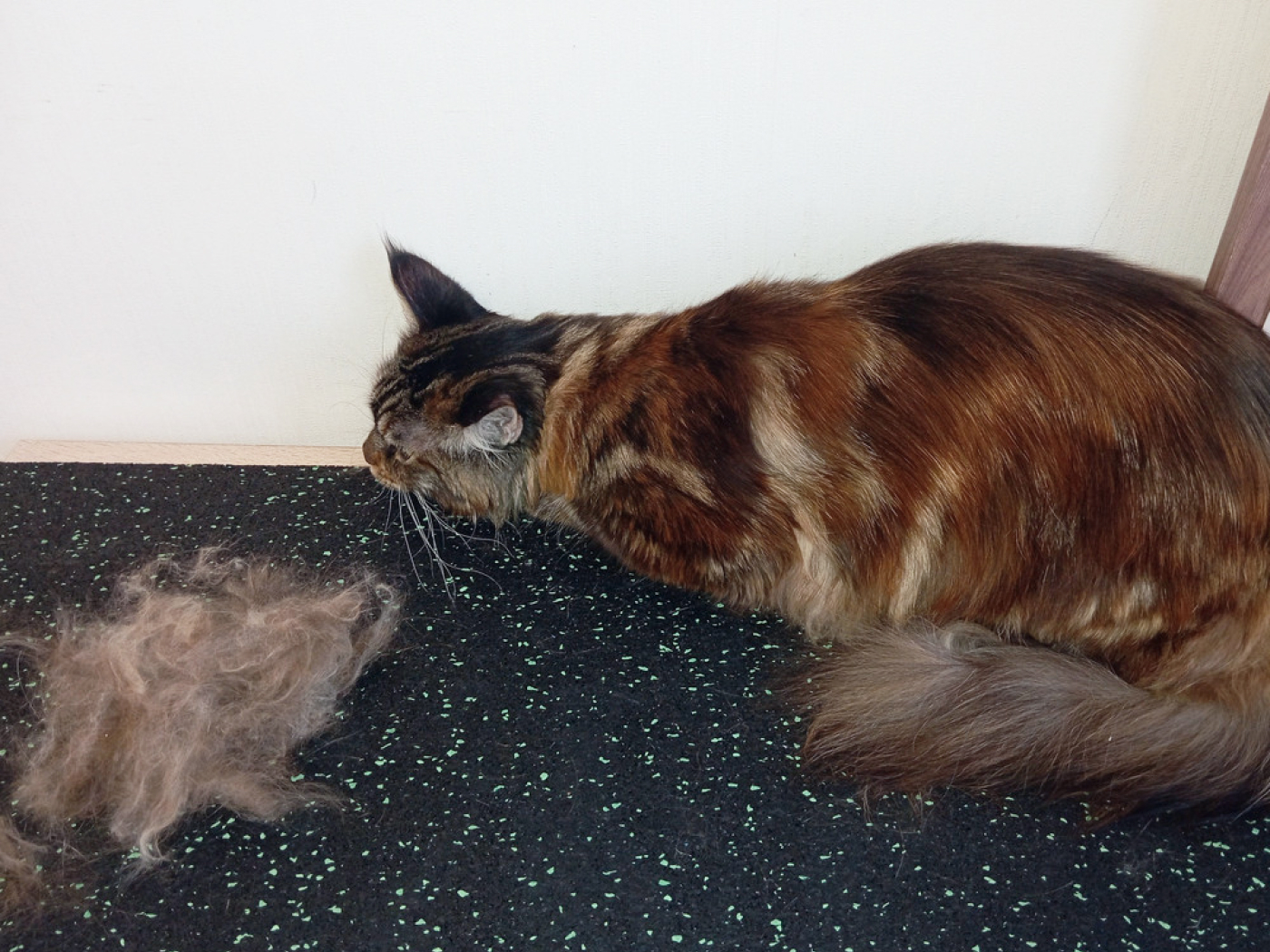 8.4.4.ADW.Bg Коврик для мытья собак Alegria dog washer  - Вид №5