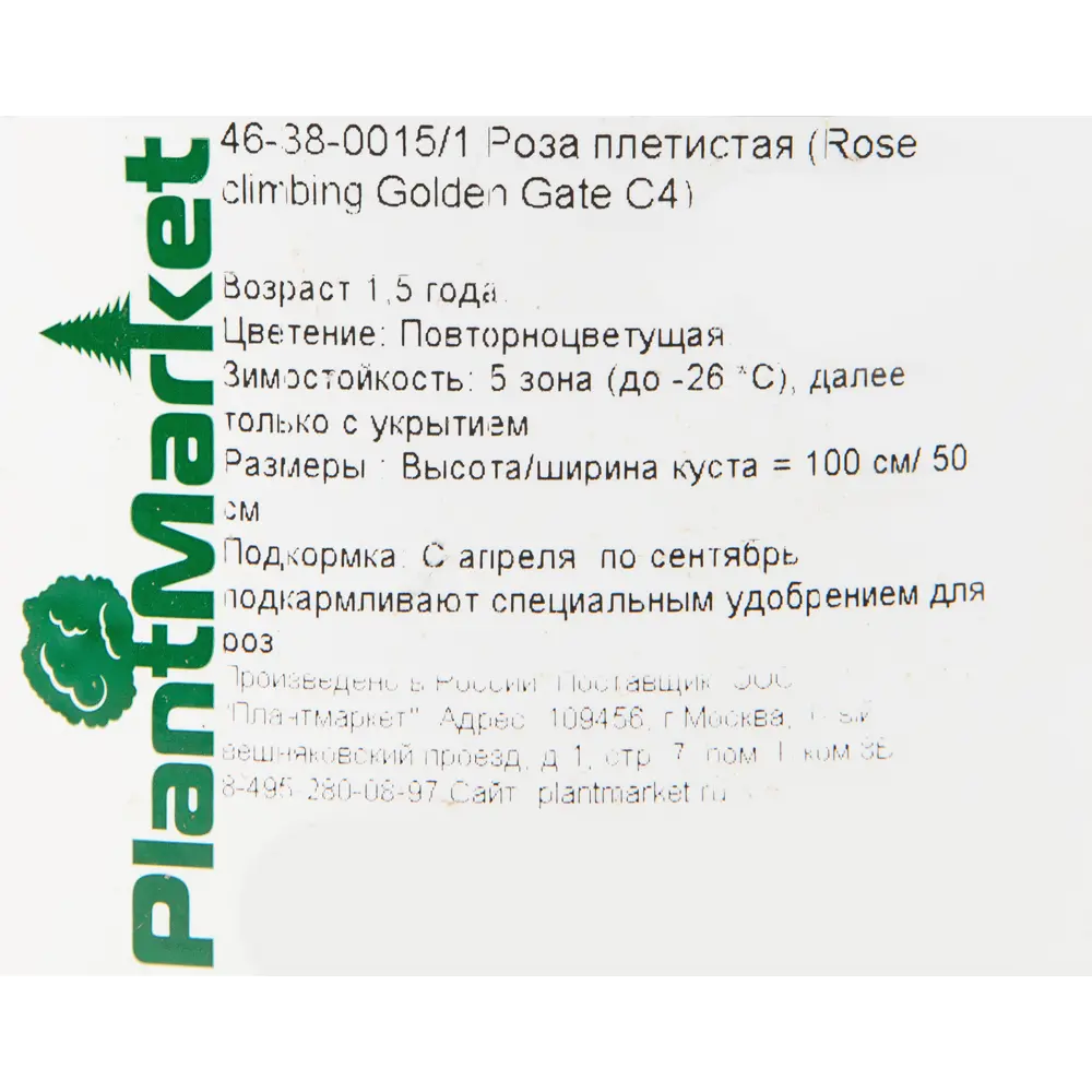 Роза плетистая «Голден Гейт» 19x55 см PLANTMARKET STLM-2193005 - Вид №1