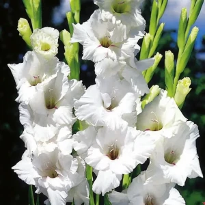 Гладиолус «White Prosperity», 10х12 см