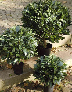 5046 883 a3 Лавр лавровый, 70см, 1554 листа, в горшке, зеленый H-andreas