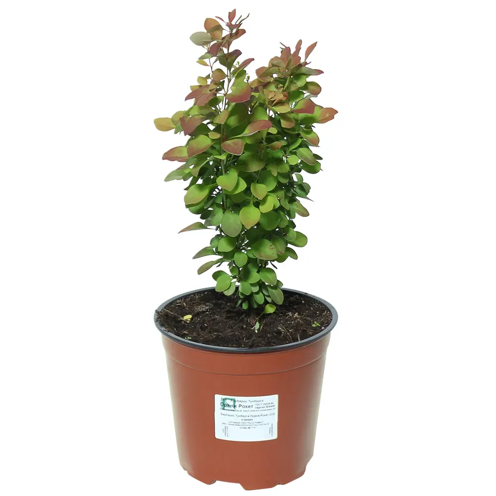 Барбарис Тунберга Оранж Рокет Santreyd - декоративный кустарник для живых изгородей 81968696 STLM-0959734