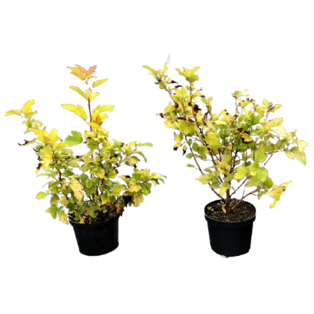 PLANTMARKET Пузыреплодник Дартс Голд - золотистый кустарник для живых изгородей 84828788 STLM-0963983