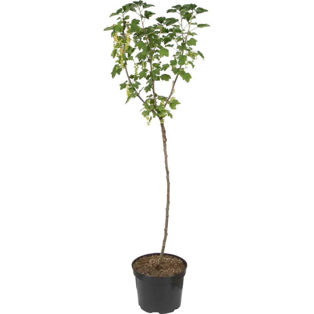 Смородина белая штамбовая Версальская от Santreyd - витаминный урожай в вашем саду 82219583 STLM-0952340