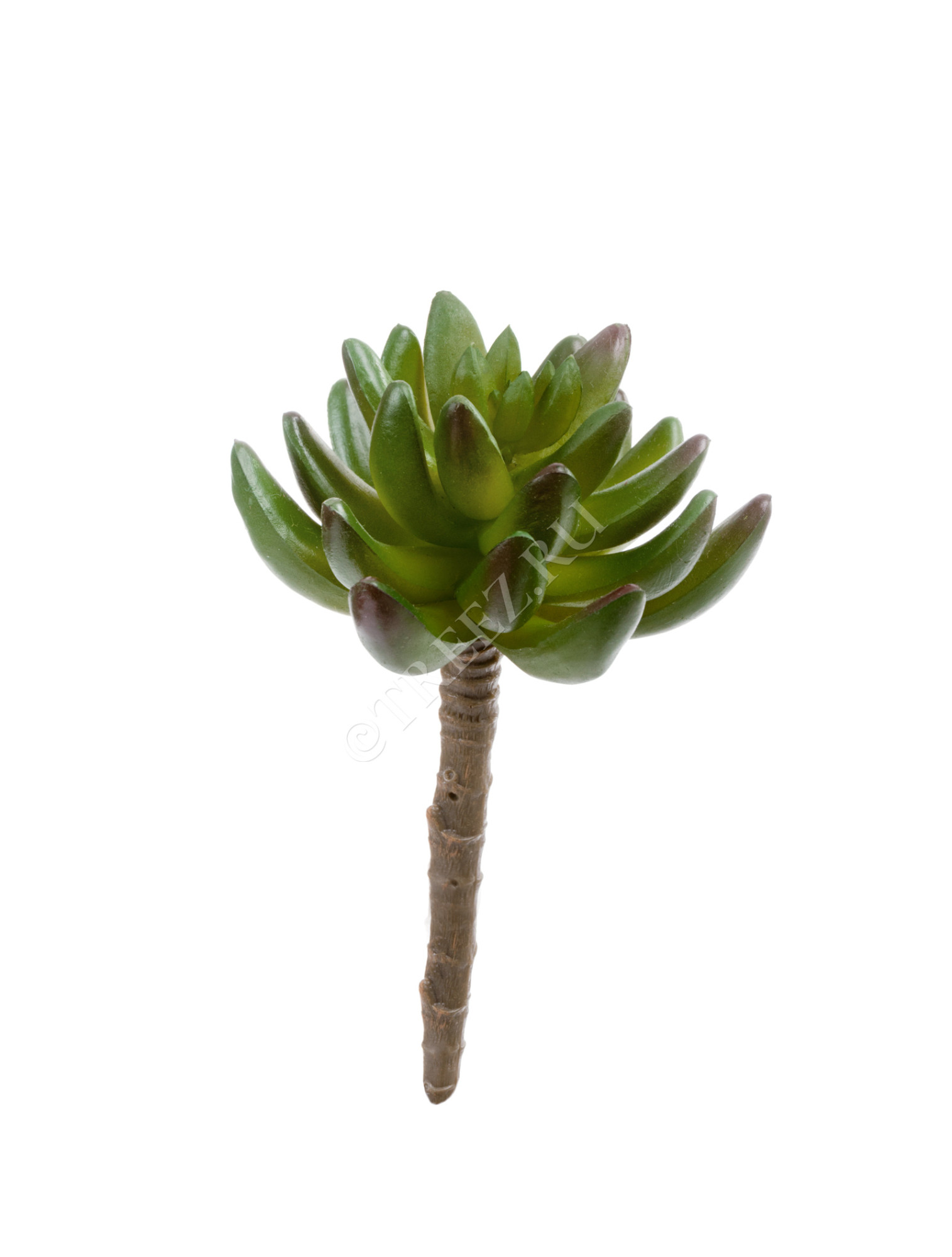 20.091819N Суккулент Синокрассула зелёная Цветочная коллекция 