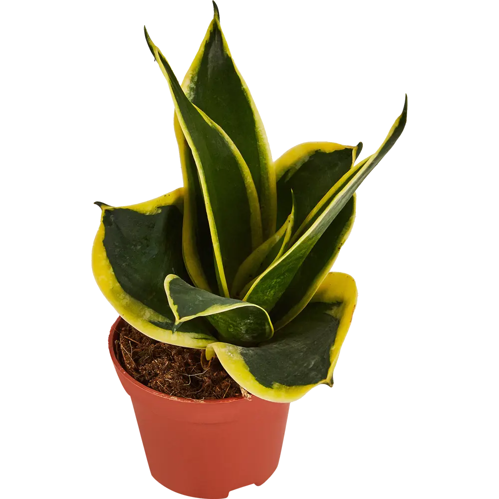 Santreyd Сансевиерия Хахна Пагода — изящный тещин язык в горшке 87959854 STLM-0964211 - Вид №2