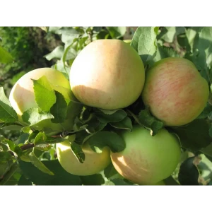 Яблоня «Штрейфлинг» 2 года 22x80 см 82625428 STLM-2149192