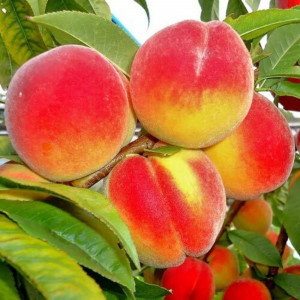 85608185 Персик Золотой Юбилей ø20 h120 см