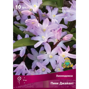 Хинодокса Пинк джайант луковица 5/6, 10 шт.