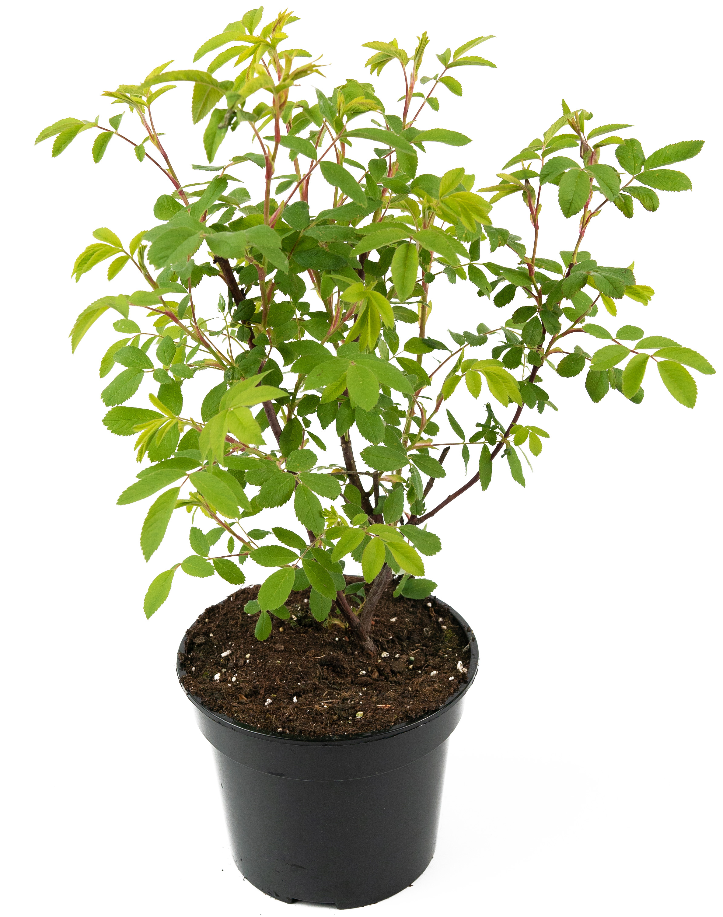 Саженец розы канадской Therese Bugnet 25 см 84841602 Santreyd STLM-0055903