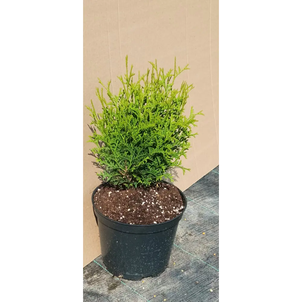 Santreyd Туя Тини Тим: Вечнозеленый шар для ландшафтного дизайна 85320110 STLM-0061315 - Вид №3