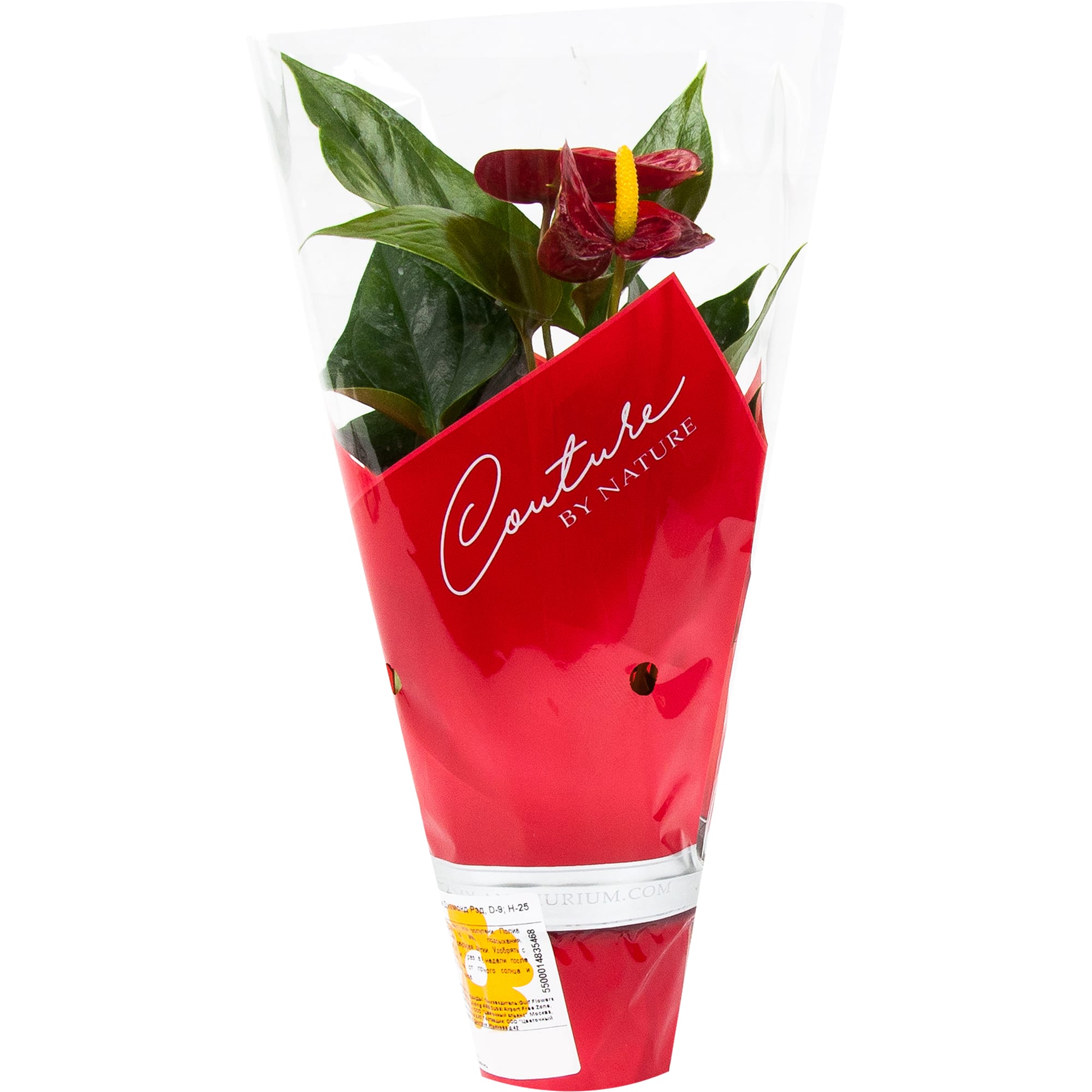 Антуриум Диамонд Рэд - цветущее комнатное растение в горшке 82548631 Santreyd STLM-0029508 - Вид №3