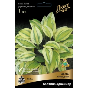 Santreyd Хоста Кэптинз Эдвенчер - многолетнее украшение для тенистого сада 83598053