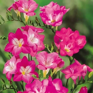 Фрезия «Single Pink», 5х6 см 12159617 STLM-2192205