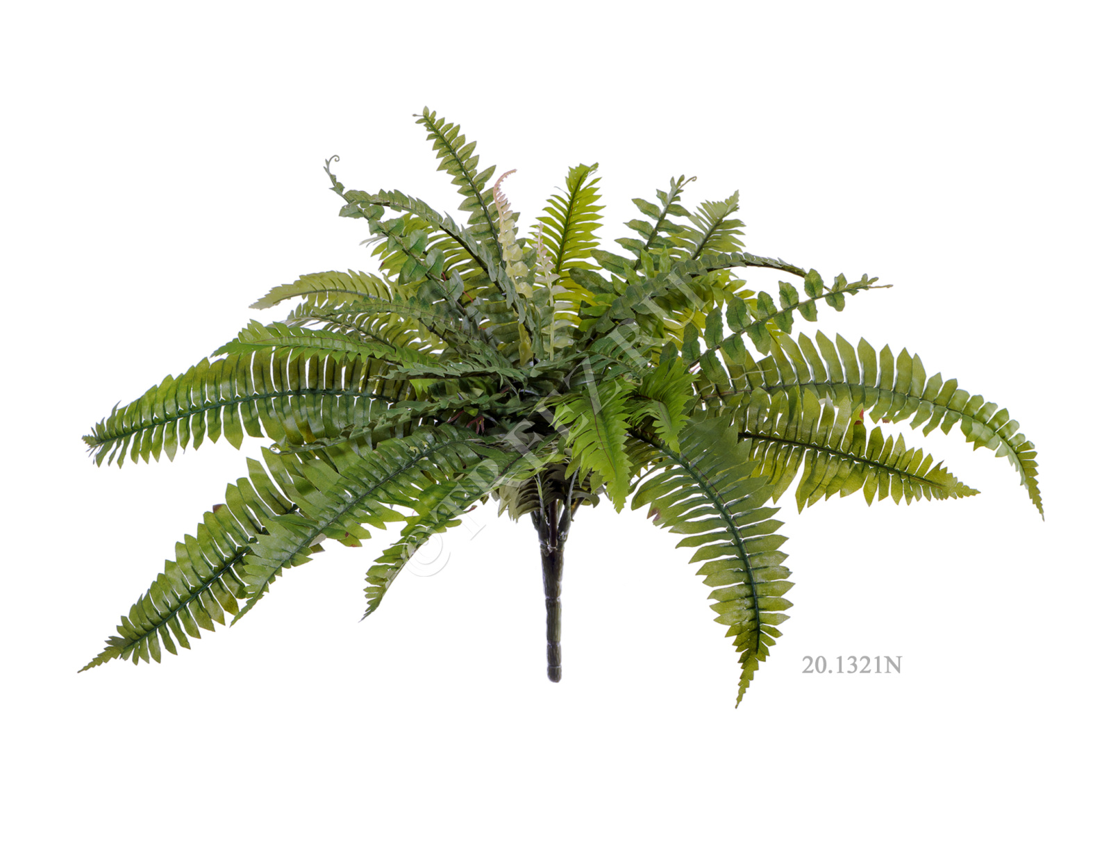 20.1324N Папоротник Бостон Цветочная коллекция  - Вид №2