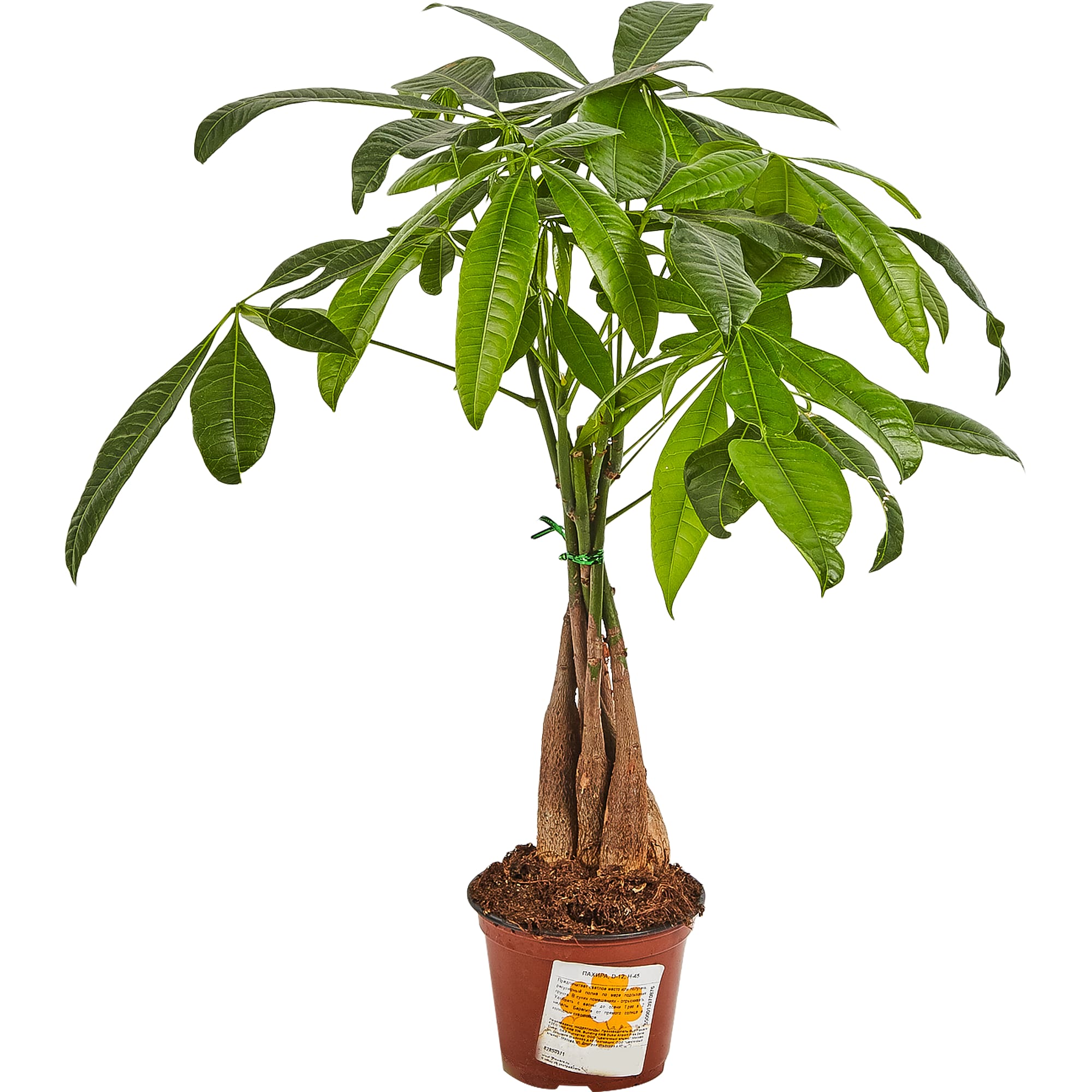 82850371 Пахира 12х45 см Santreyd 