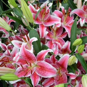 Лилия Mero Star 14/16 (1) Geolia 15550443 STLM-2008834