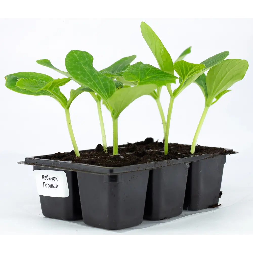 Кабачок h15 см Santreyd STLM-2069720