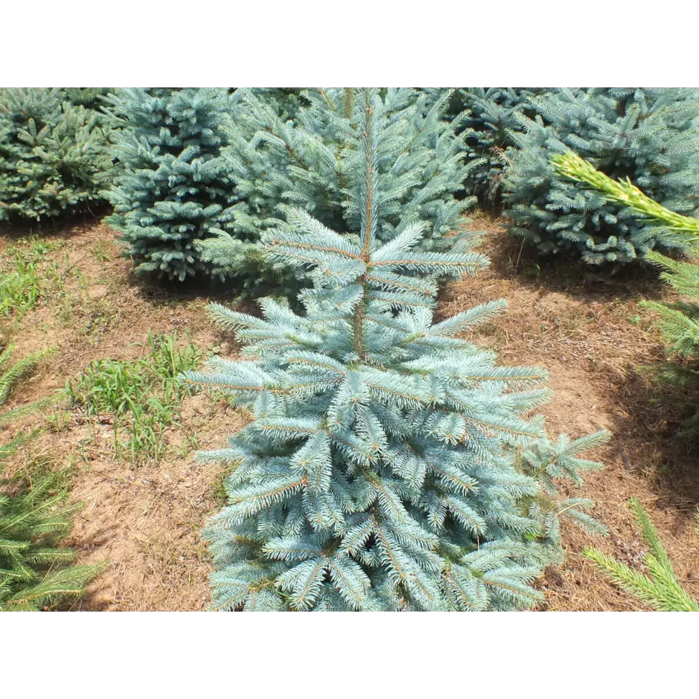 Ель колючая Аризона Кейбаб от Santreyd - серебристо-голубая красавица для сада 89363799 STLM-0950082