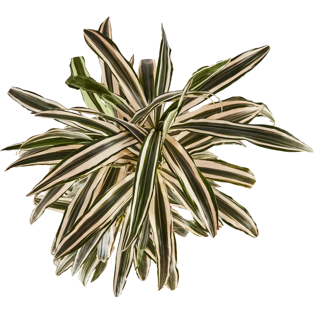 Santreyd Драцена Вайт Страйп — изящное тропическое растение с полосатыми листьями 85324829 STLM-0061444 - Вид №2