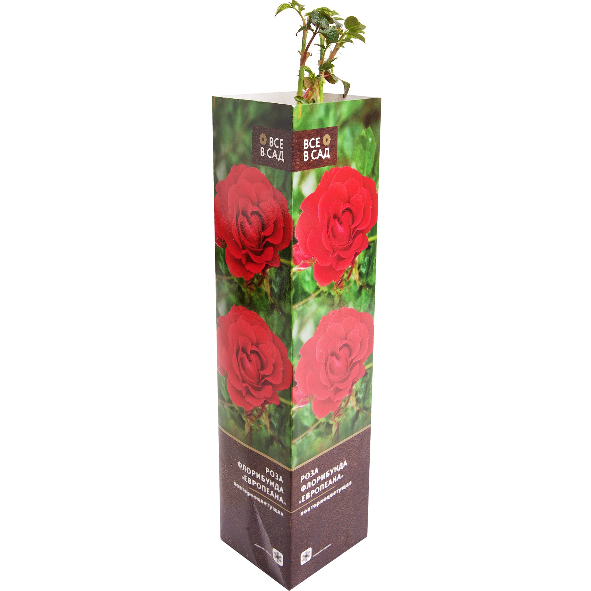 82142840 Роза флорибунда «Европеана» в тубе Santreyd 