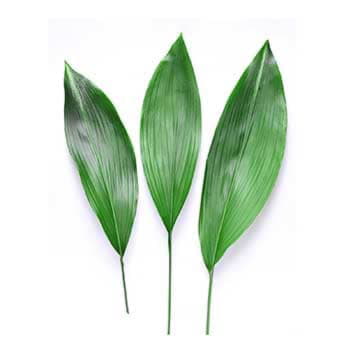 Листья аспидистра 80 см Santreyd 26377