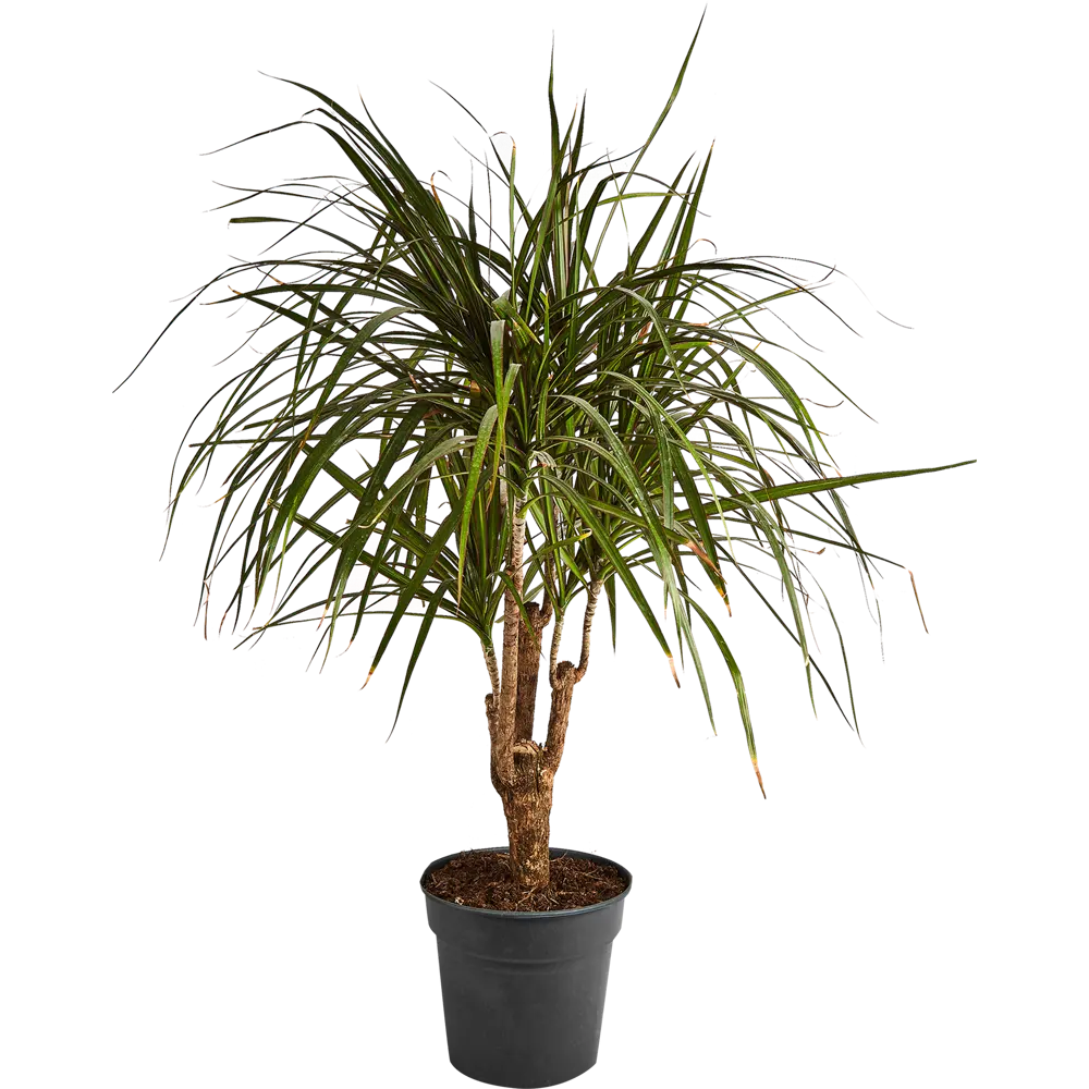 Драцена Гавайская Santreyd ø24 h90-110 см - комнатное растение для озеленения 87819508 STLM-0949714 - Вид №1