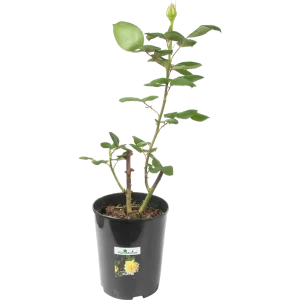 Роза чайно-гибридная жёлтая 15x55 см